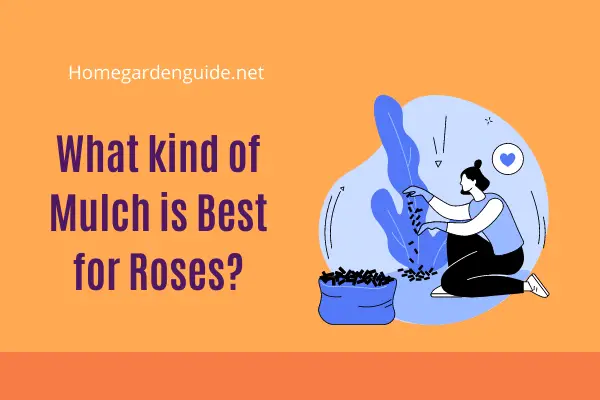 mulch is best for roses
