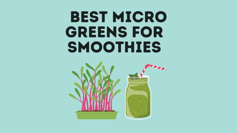 7 Best Microgreens For Smoothies: (How Do They Taste)