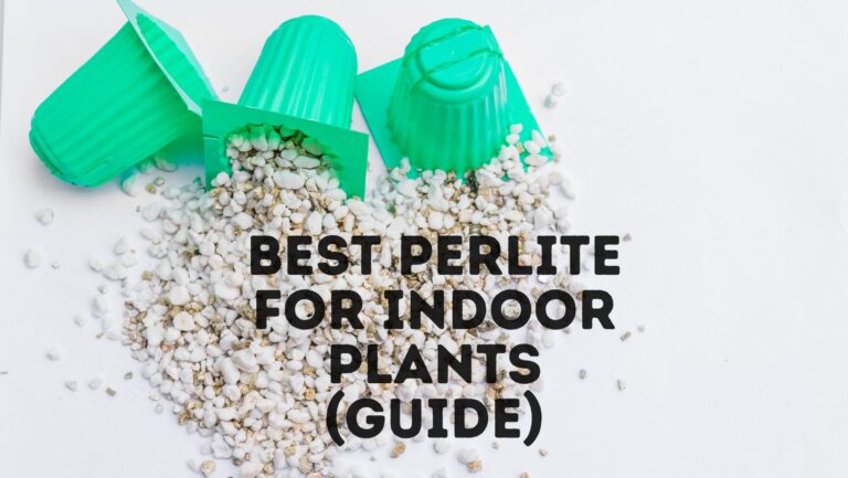 4 Best Perlite For Indoor Plants (Guide)