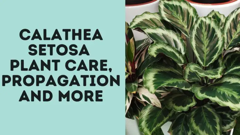 Calathea Setosa: Plant Care, Propagation, And More