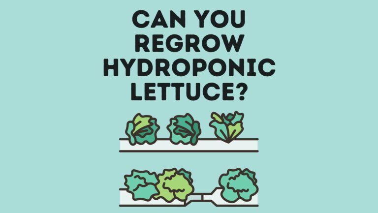 Can You Regrow Hydroponic Lettuce?