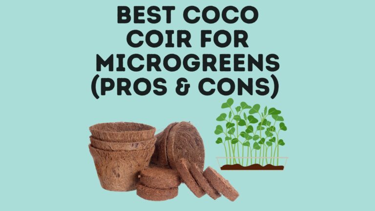 5 Best Coco Coir For Microgreens (Pros & Cons)