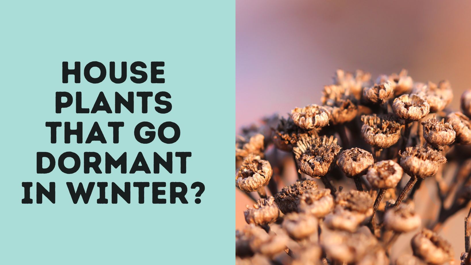 Houseplants That Go Dormant In Winter