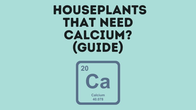 40+ Houseplants That Need Calcium_ (Guide)