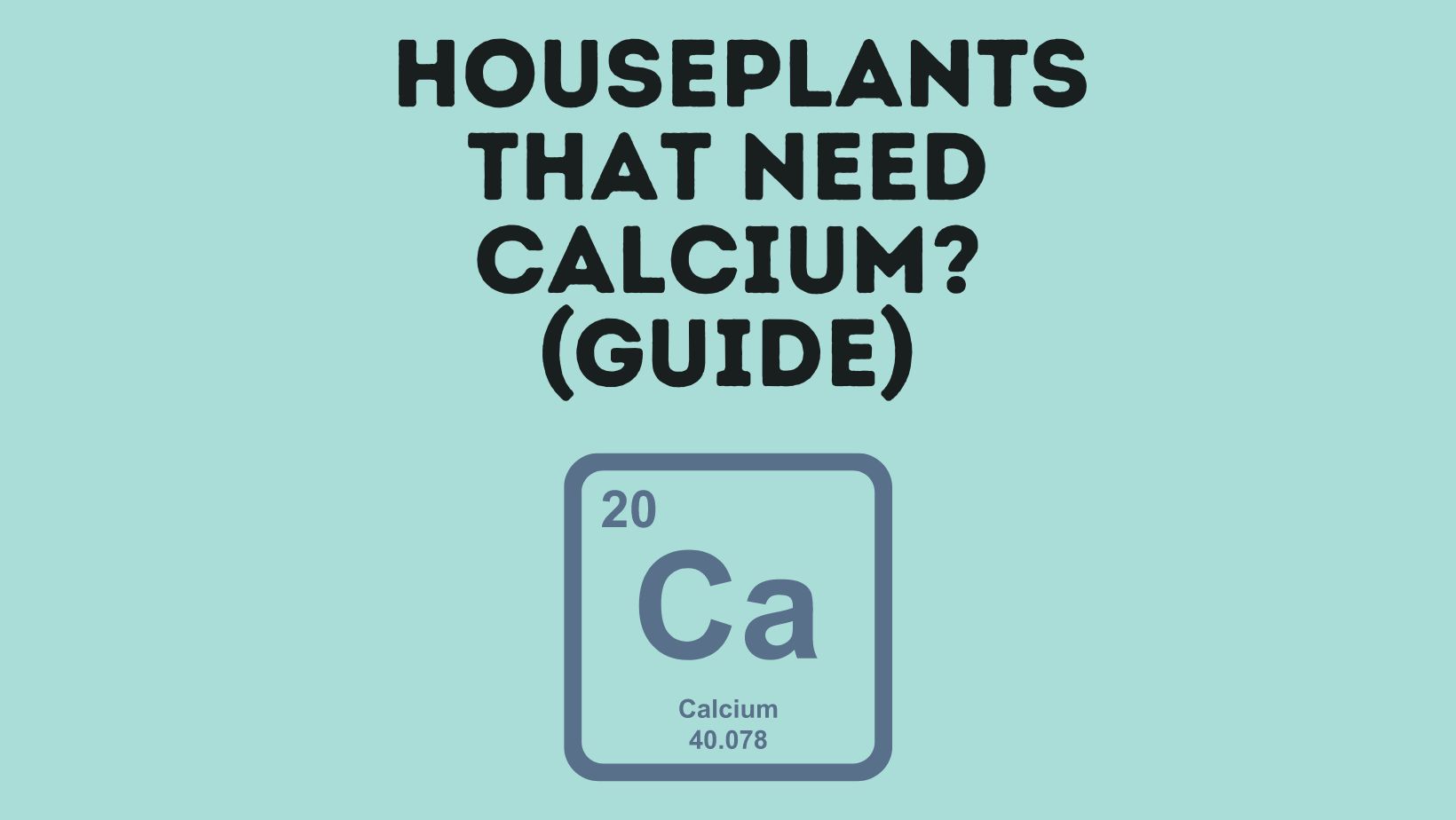 Houseplants That Need Calcium