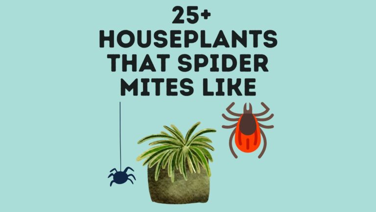 50+ Houseplants That Spider Mites Like