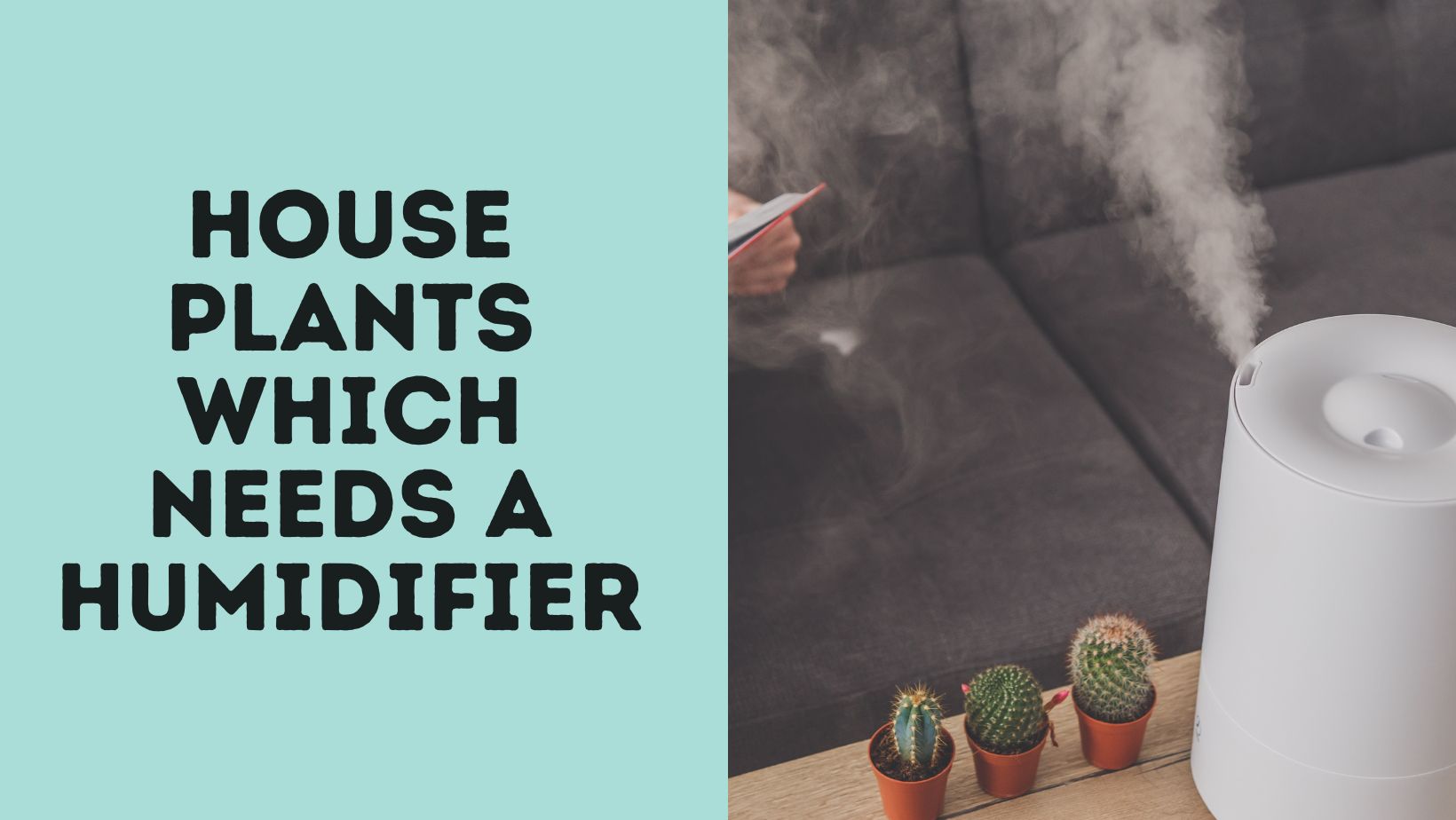 Houseplants Which Needs A Humidifier