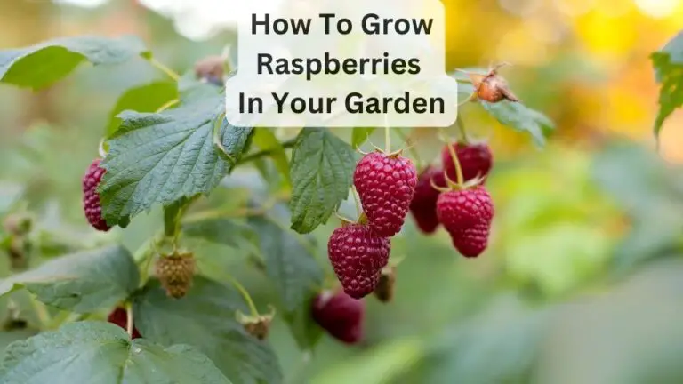 How To Grow Raspberries In Your Garden
