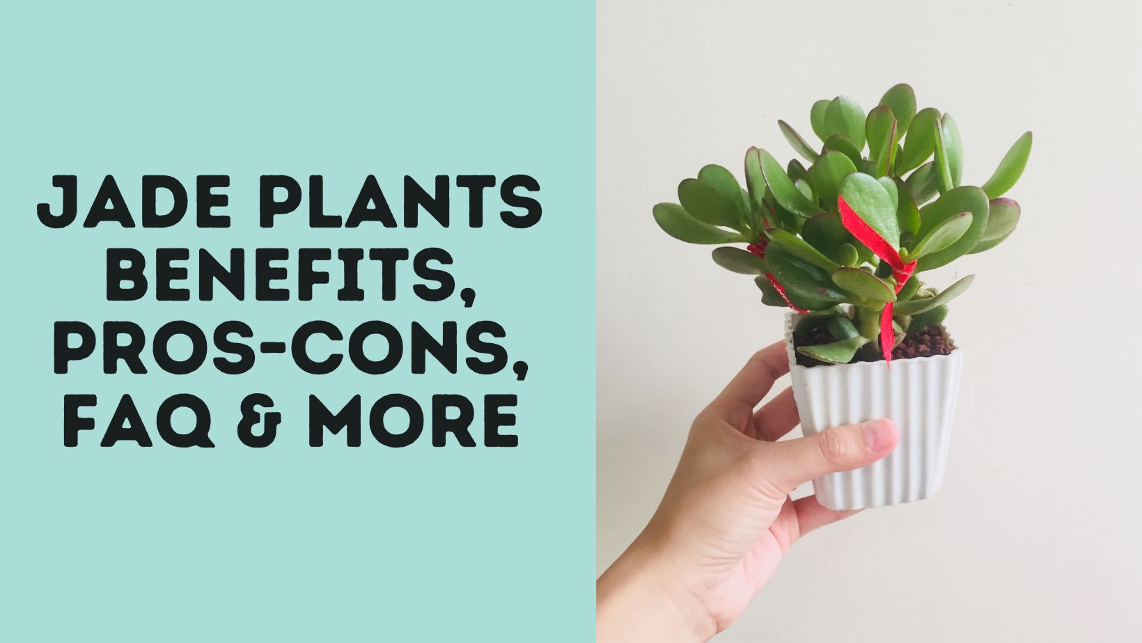 Jade Plants Benefits