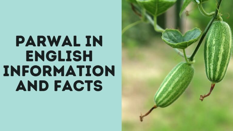 Parwal In English: Information and Facts