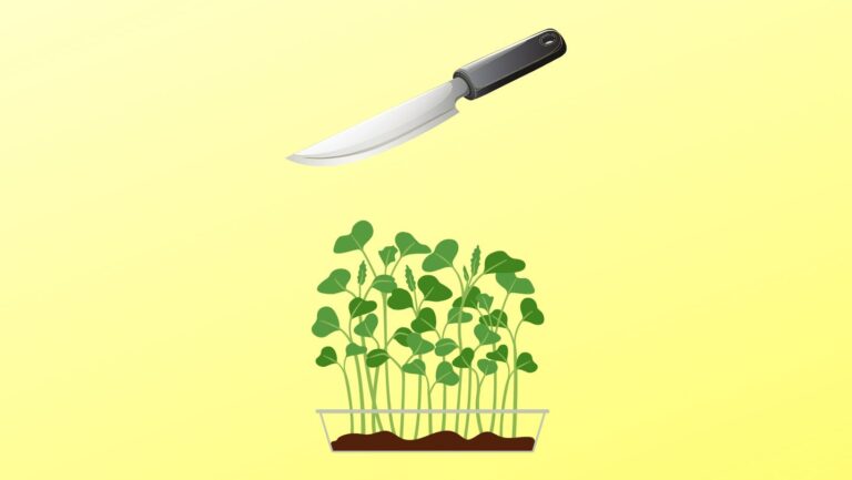 3 Popular Knifes For Cutting Microgreens(Guide)