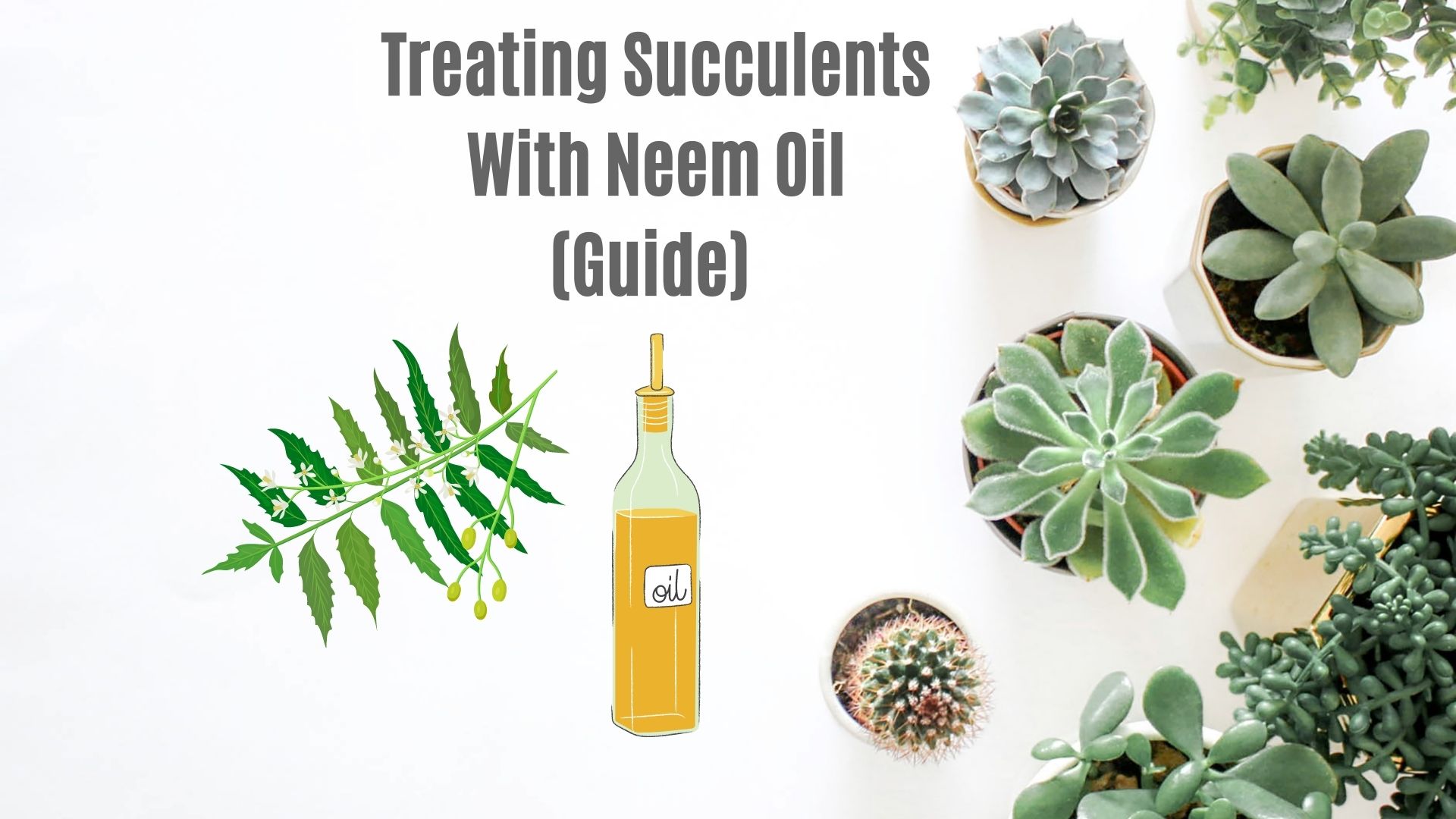 Treating Succulents With Neem Oil (Guide)