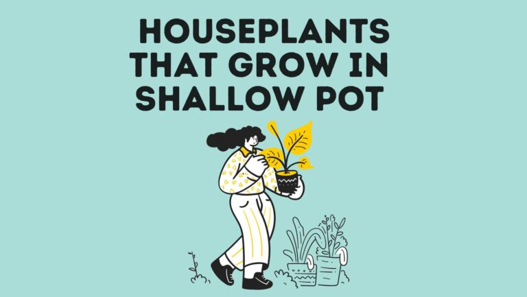 33 Best Houseplants For Shallow Pots
