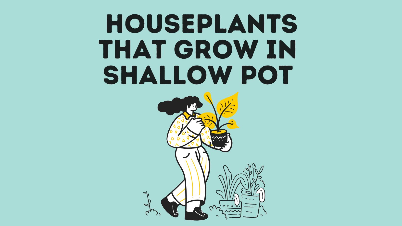 Best Houseplants For Shallow Pots