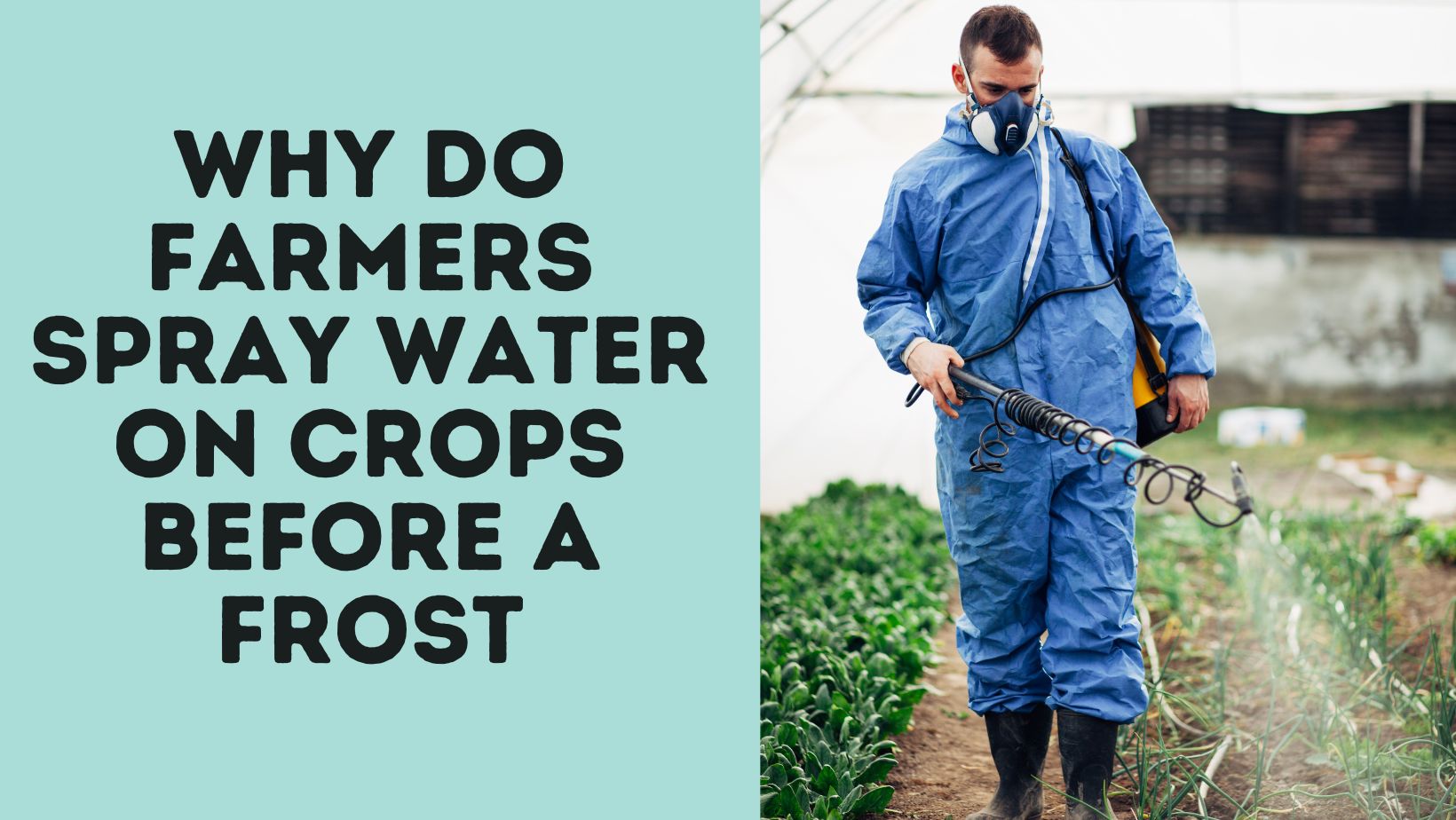 Why Do Farmers Spray Water On Crops Before A Frost