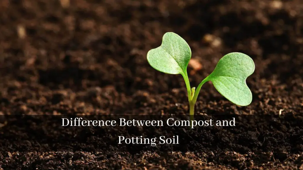 Can You Use Compost Instead of Potting Soil?