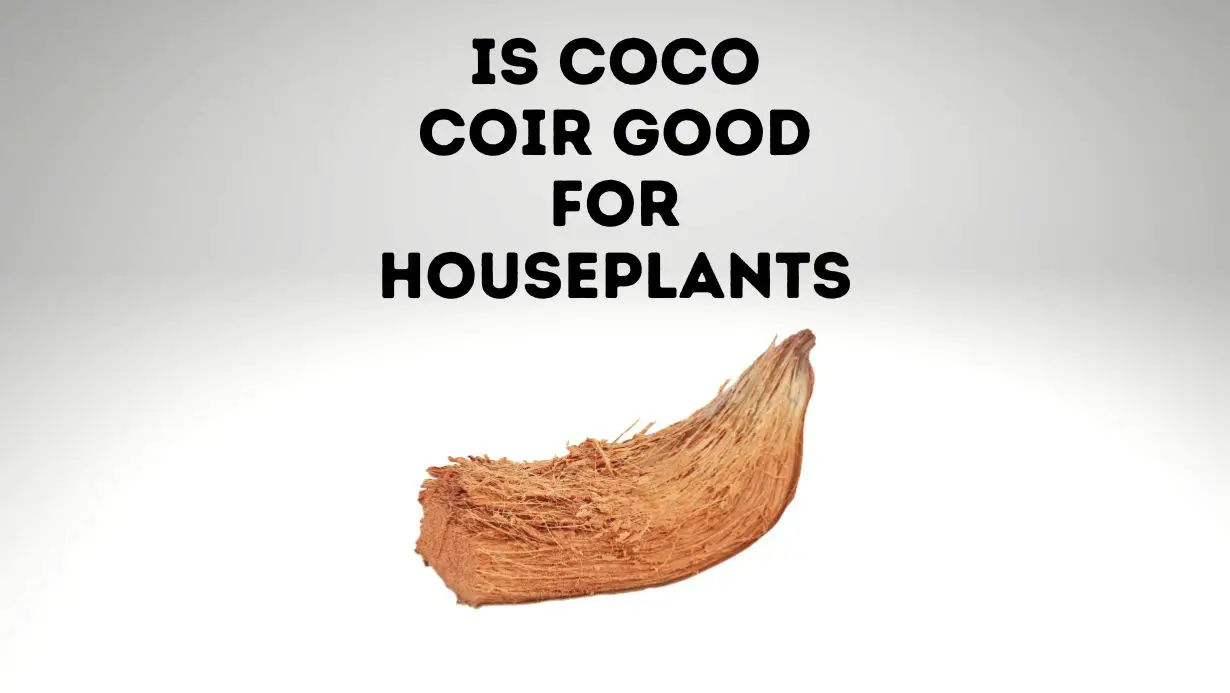 Is Coco Coir Good For Houseplants