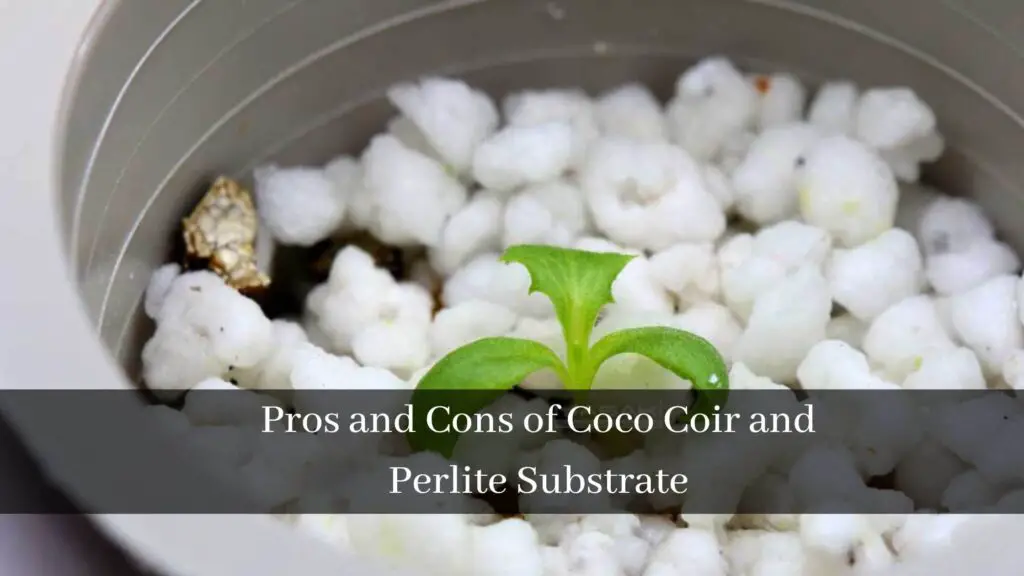 Does Coco Coir Need Perlite