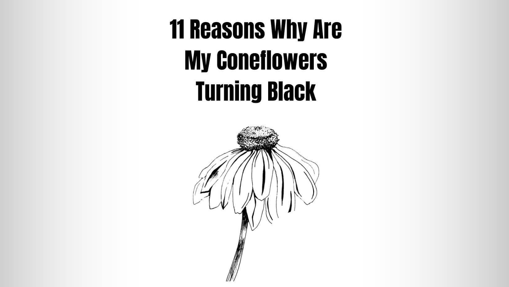 11 Reasons Why Are My Coneflowers Turning Black