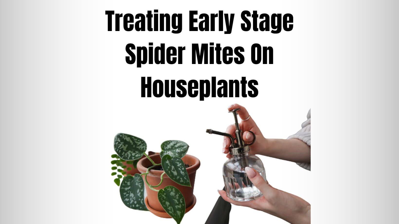 Treating Early Stage Spider Mites On Houseplants